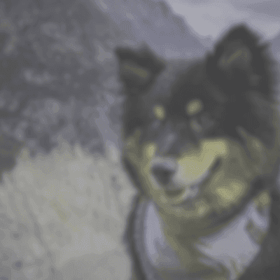 Comment voit mon chien ?