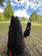 Les meilleures balades à Aix-les-Bains avec son chien