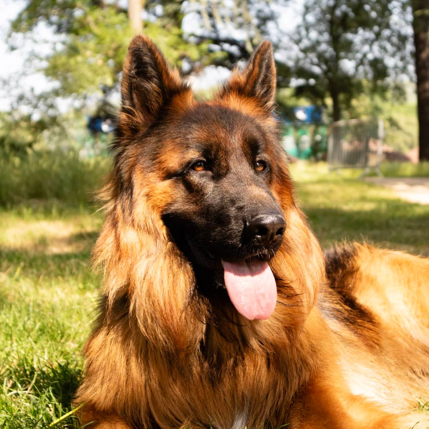 education canine Aix-les-Bains et alentours