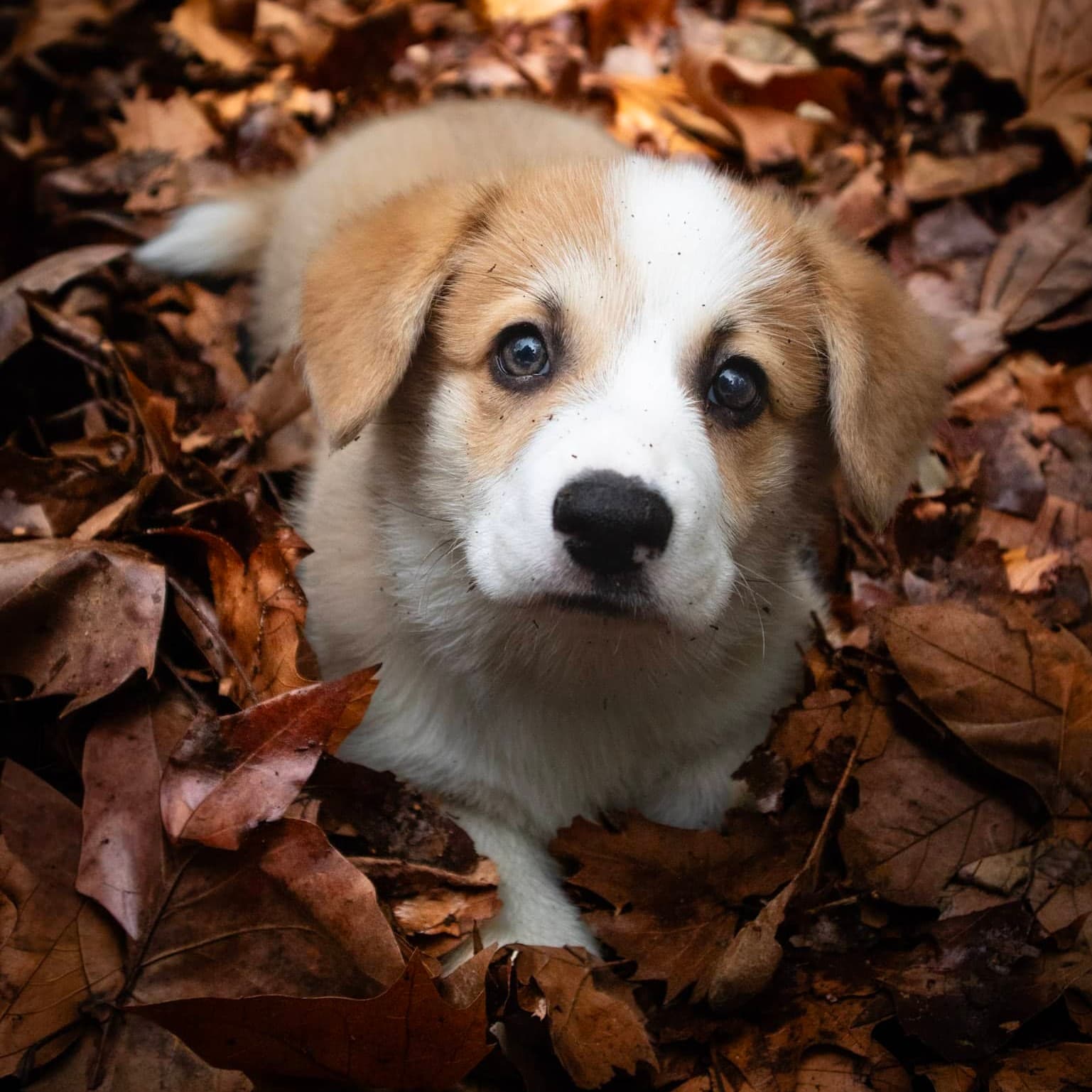 education canine chiot Annecy et alentours