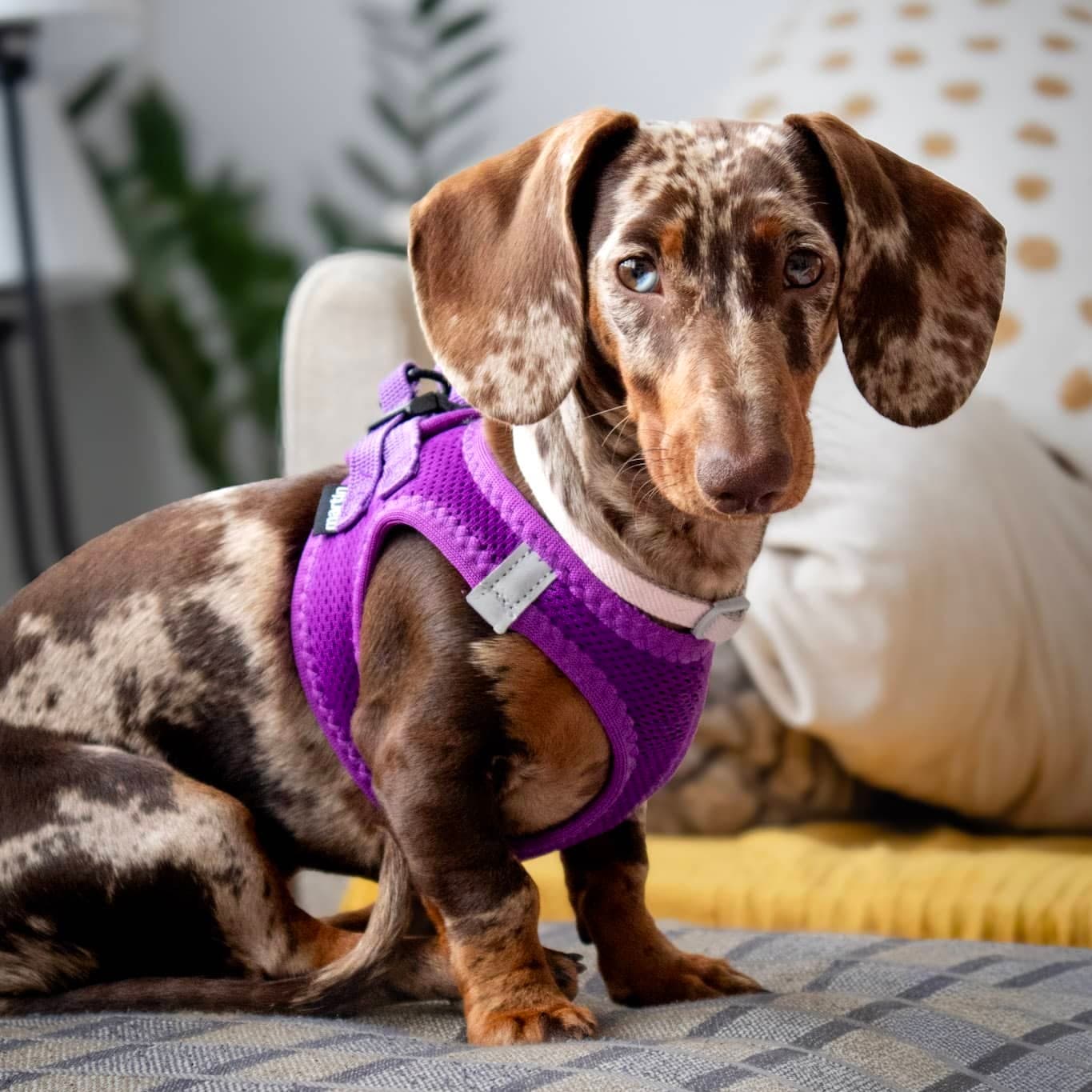 education canine petit chien Aix-les-Bains et alentours