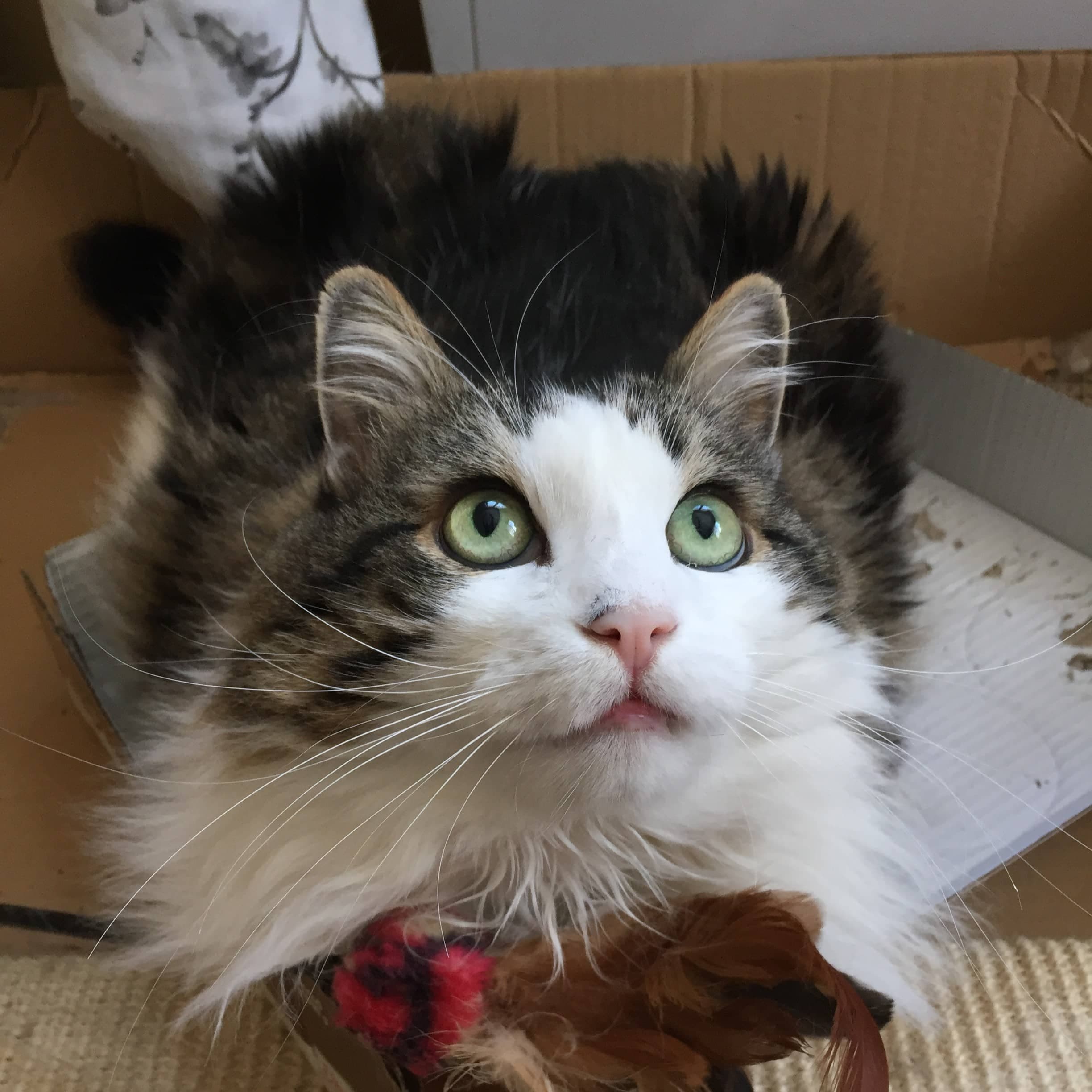 visite petsitting Aix-les-Bains, Chambéry, Annecy et alentours