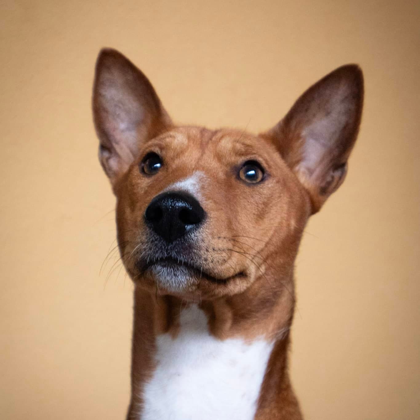 education canine chien Annecy et alentours