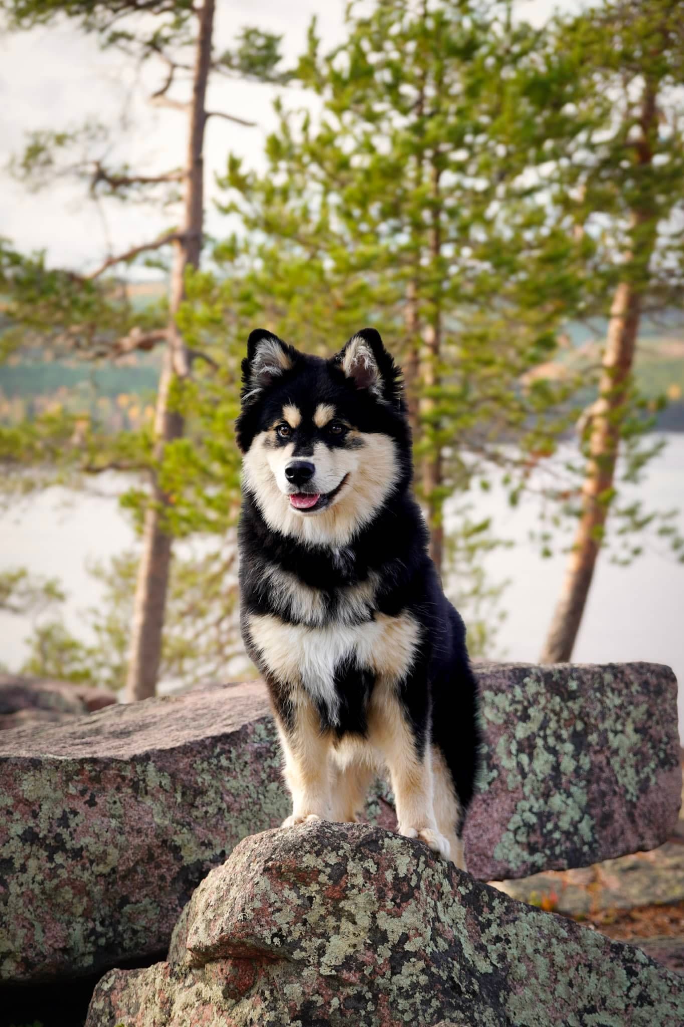Chien finnois de Laponie