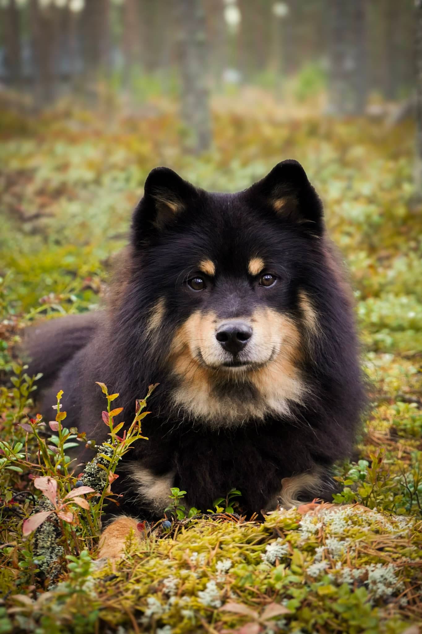 education canine chien finnois de Laponie