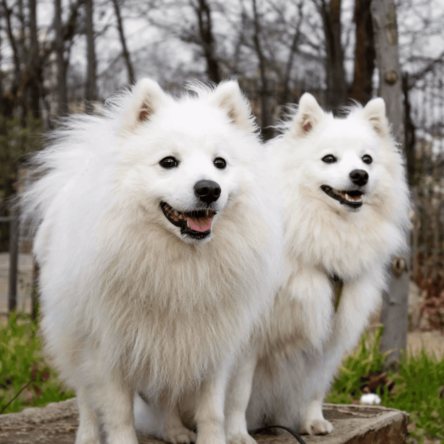 balade chien Aix-les-Bains, Chambéry, Annecy et alentours