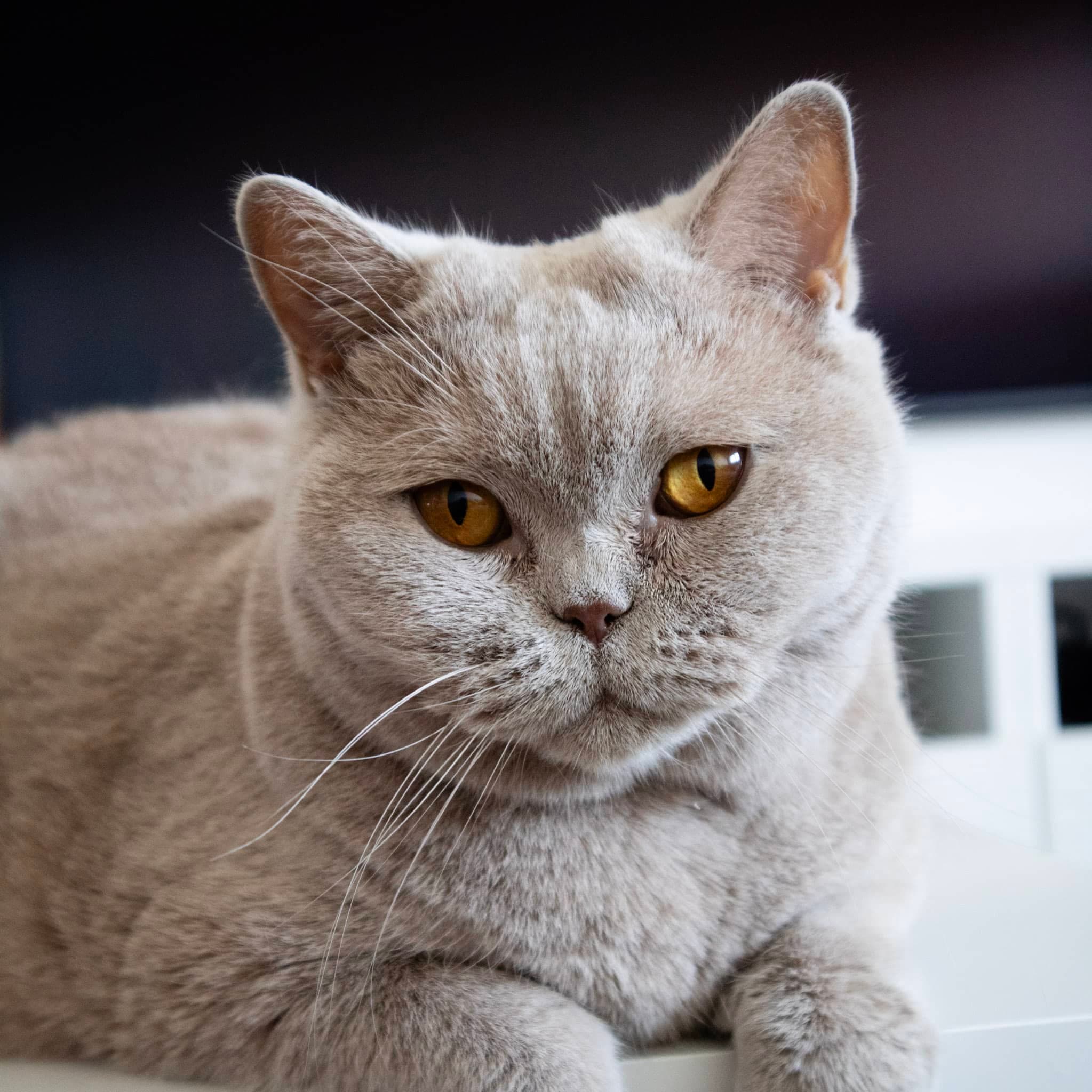 visite petsitting Chambéry, Aix-les-Bains, Annecy et alentours