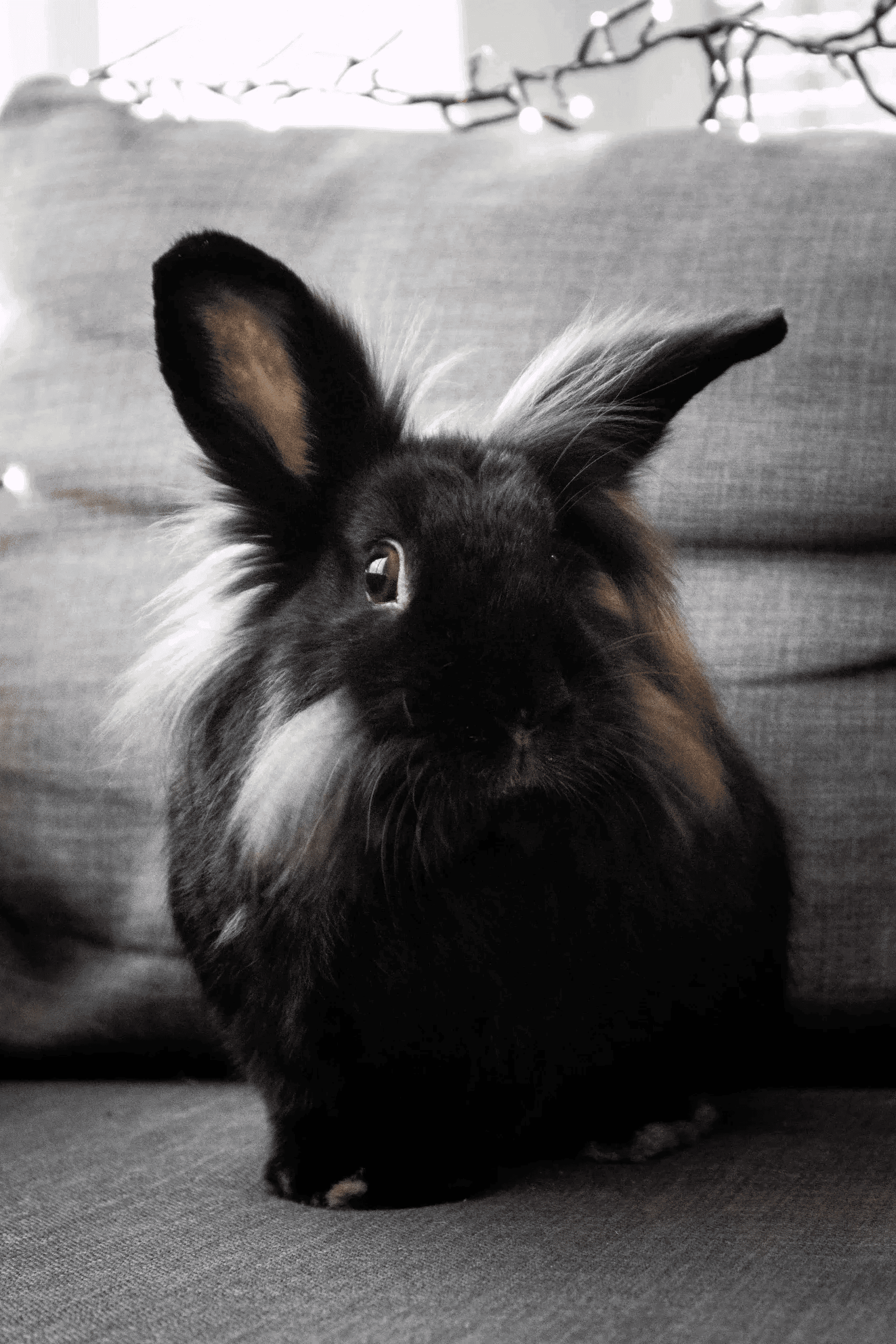 Petsitting lapin Chambéry Aix-les-Bains